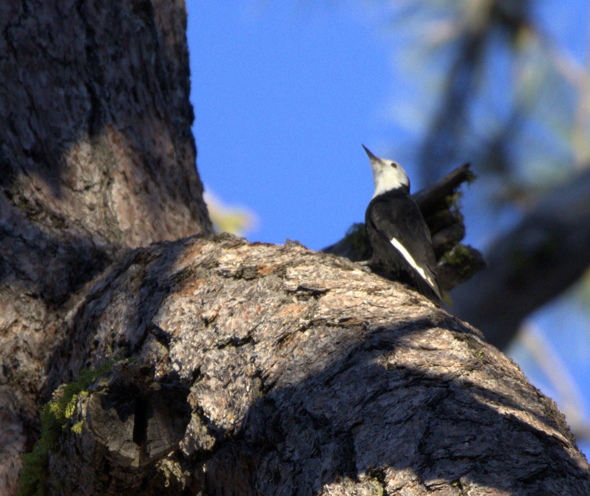 White-headed Woodpecker - ML644658572