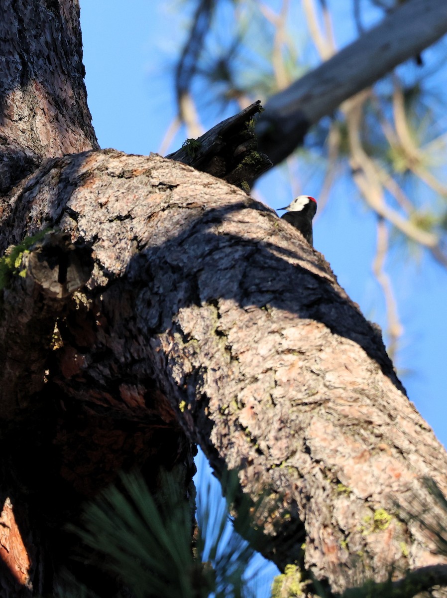 White-headed Woodpecker - ML644658573