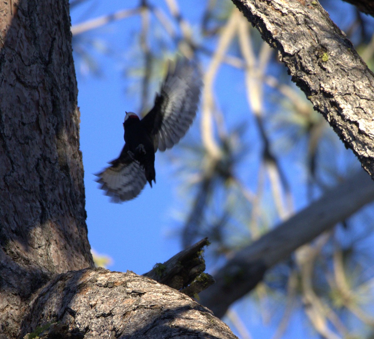 White-headed Woodpecker - ML644658574