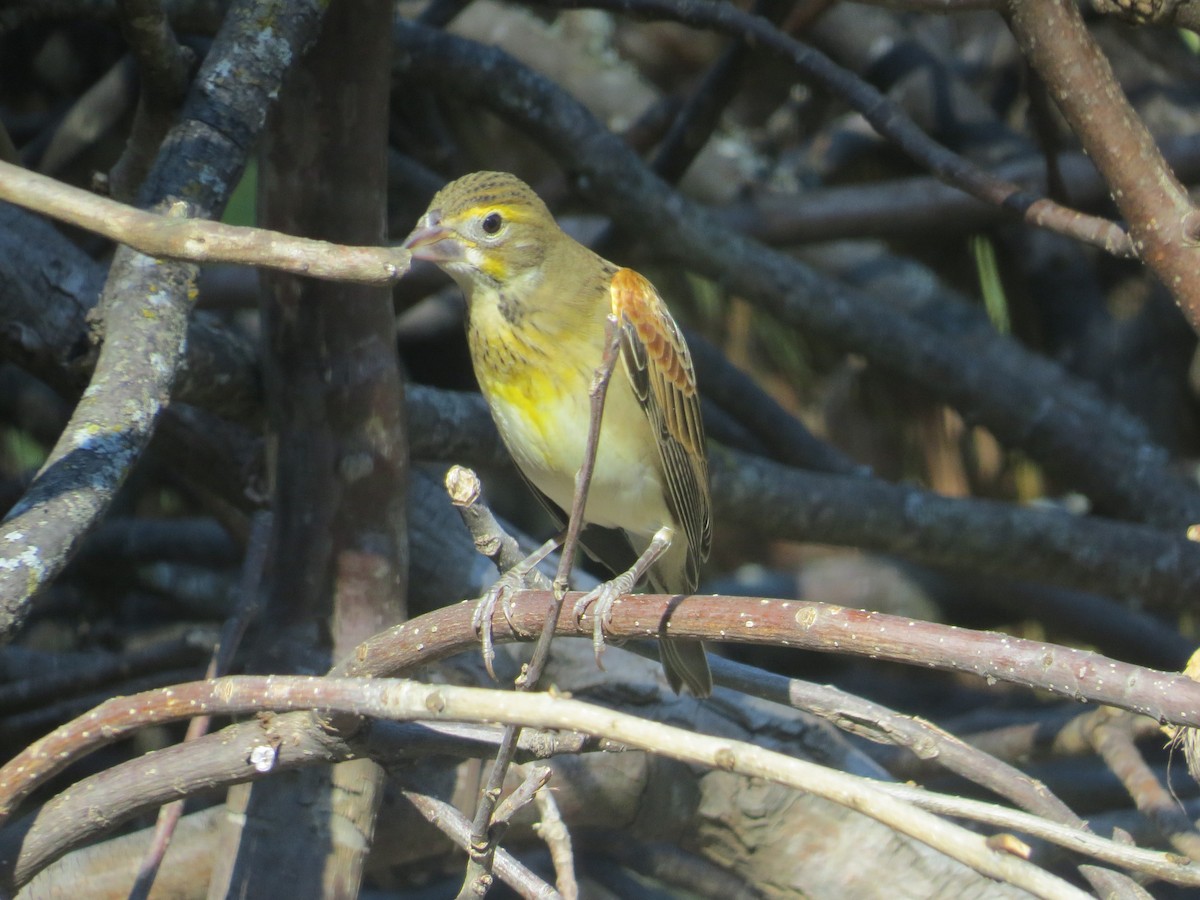 Dickcissel - ML644658575