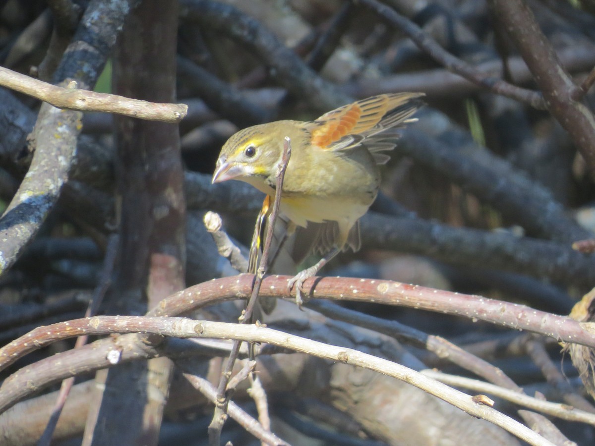Dickcissel - ML644658576