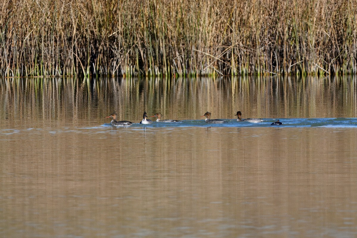 Red-breasted Merganser - ML644658592
