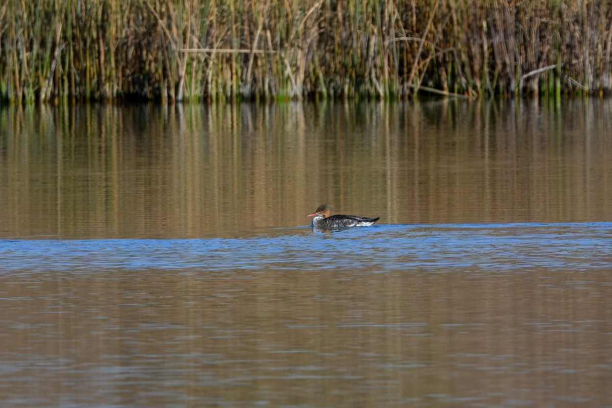Red-breasted Merganser - ML644658595
