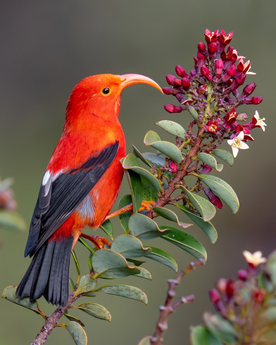 Iiwi rouge - ML644658598