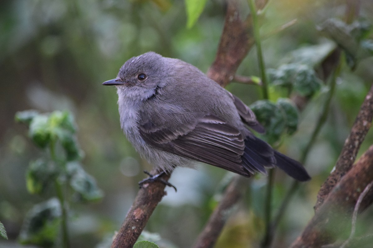 Sooty Tyrannulet - ML644658601