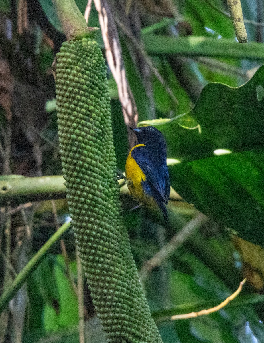 Organiste à bec épais - ML644658602