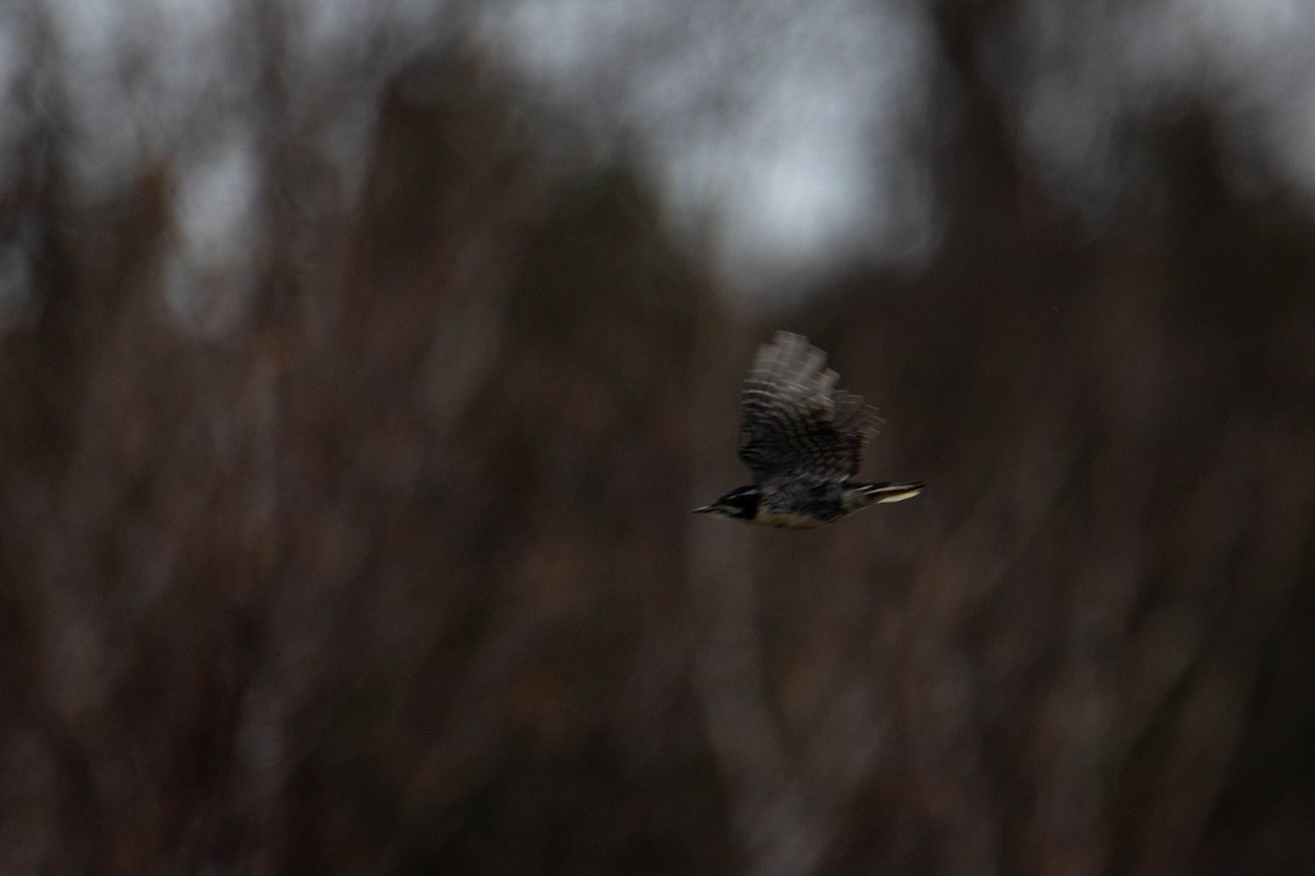 American Three-toed Woodpecker - ML644658612