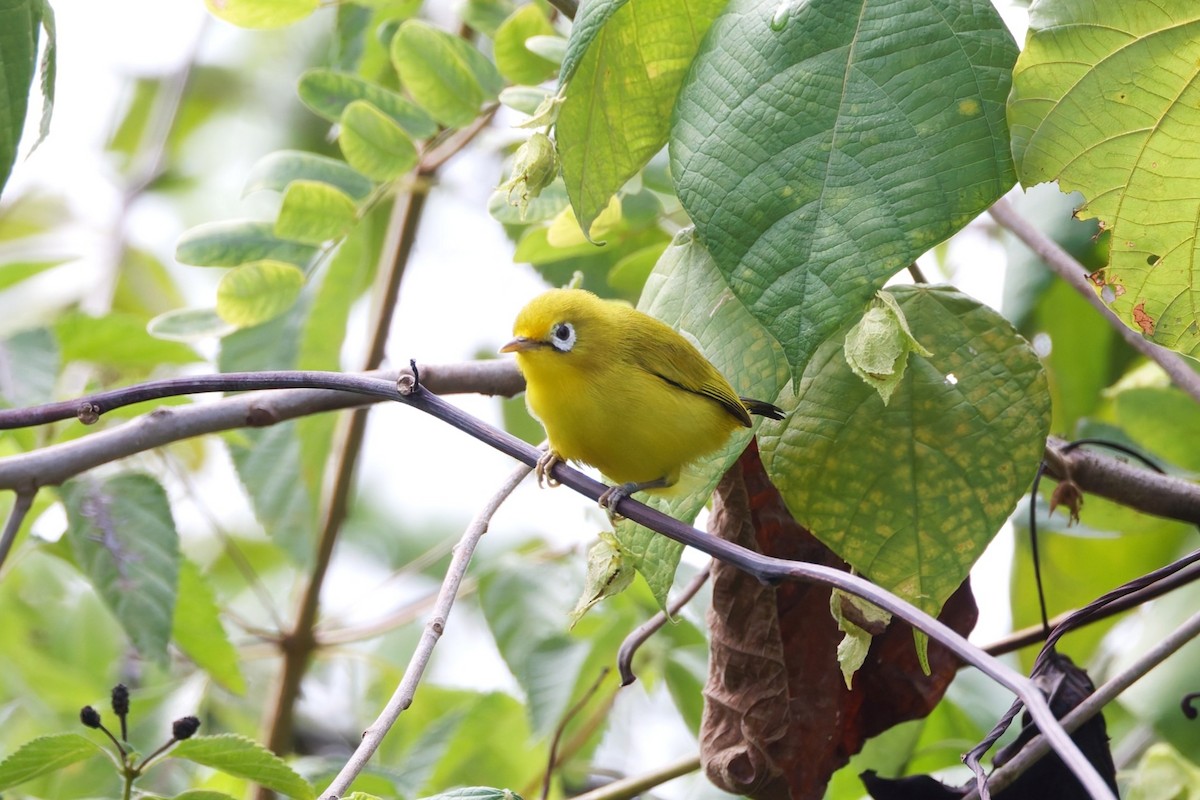 Wakatobi White-eye - ML644658613