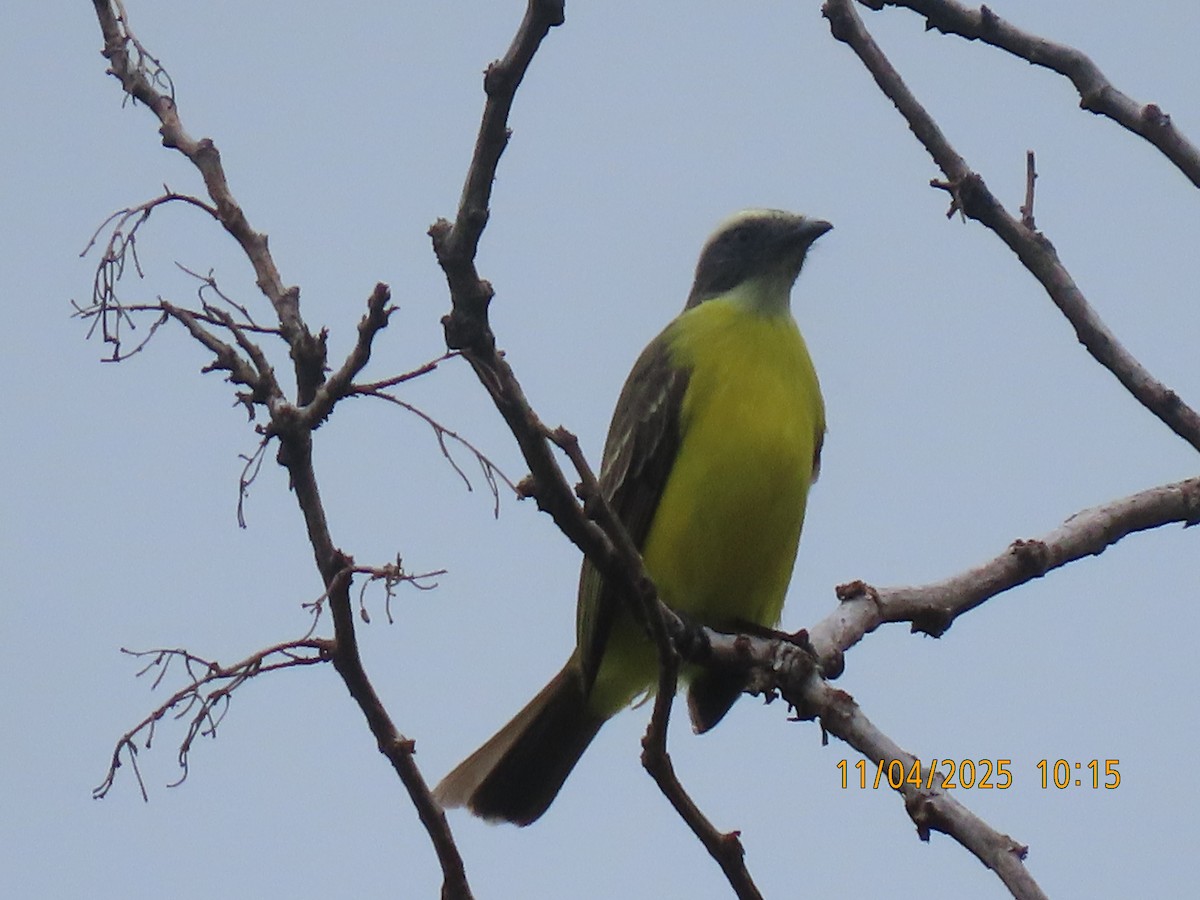 Rotscheitel-Maskentyrann - ML644658616