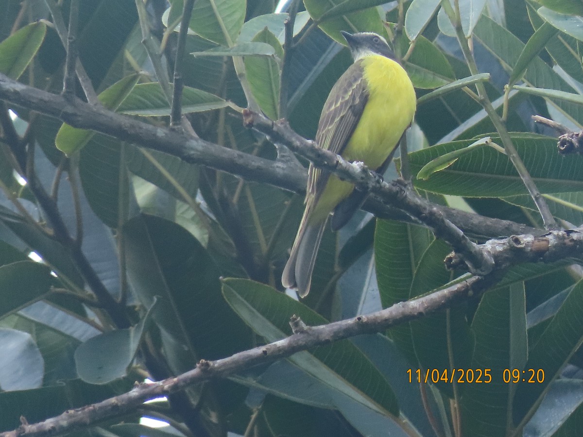 Rotscheitel-Maskentyrann - ML644658618