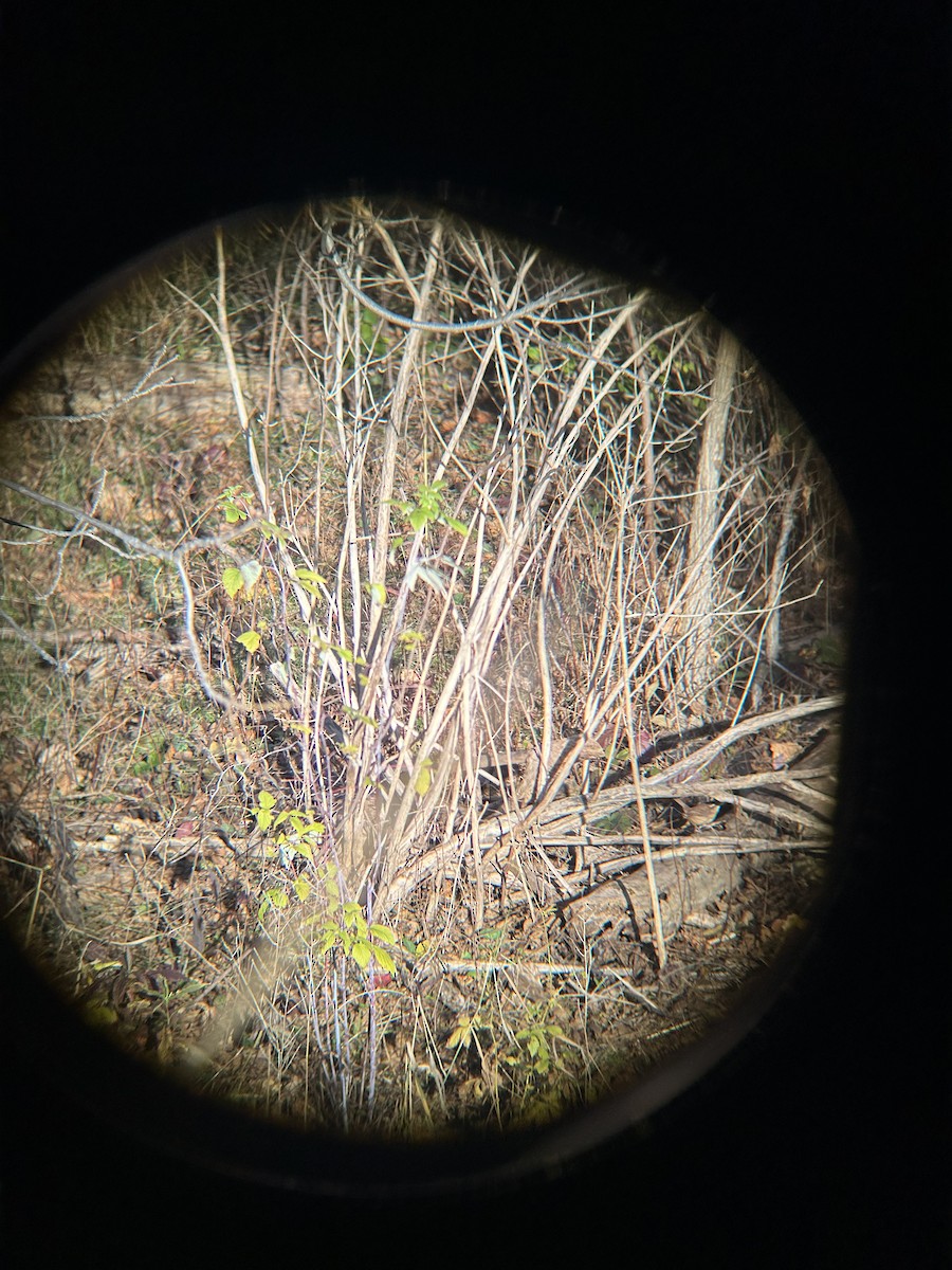 Carolina Wren - ML644658620