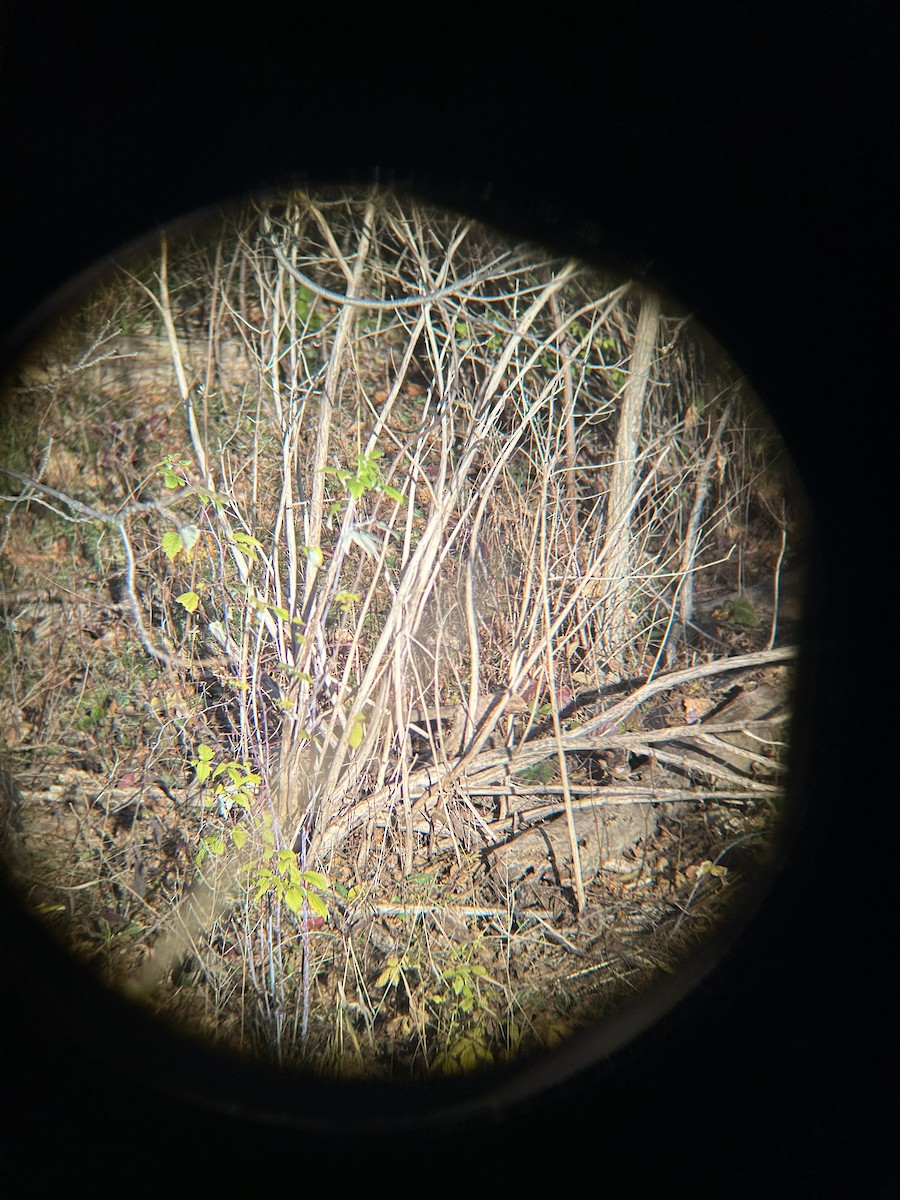 Carolina Wren - ML644658621