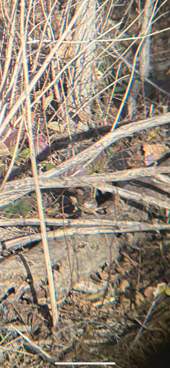 Carolina Wren - ML644658622