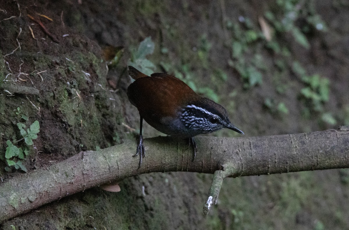 Troglodyte à poitrine grise - ML644658626