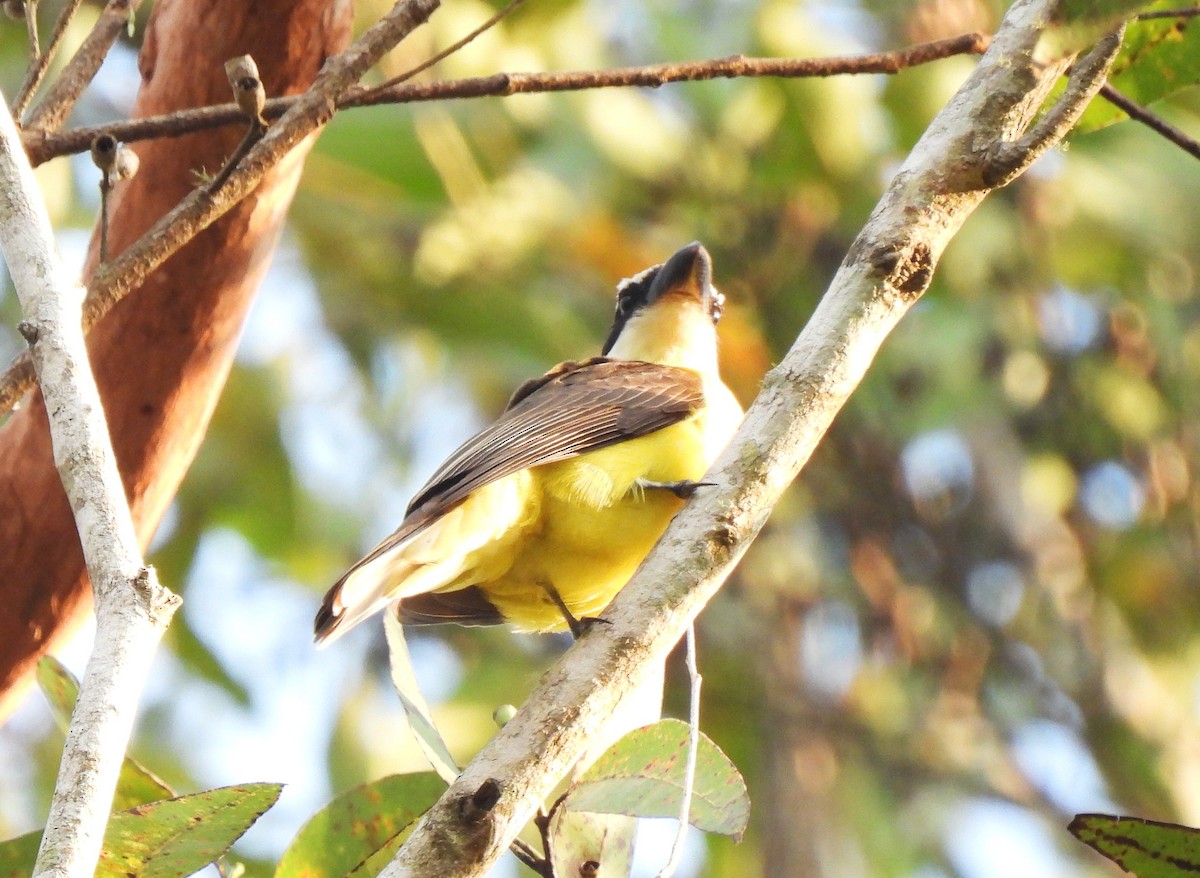 Boat-billed Flycatcher - ML644658634