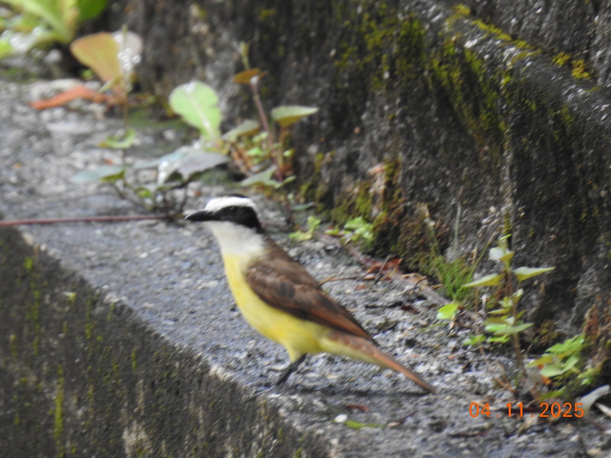 Büyük Kiskadi Tiranı - ML644658635