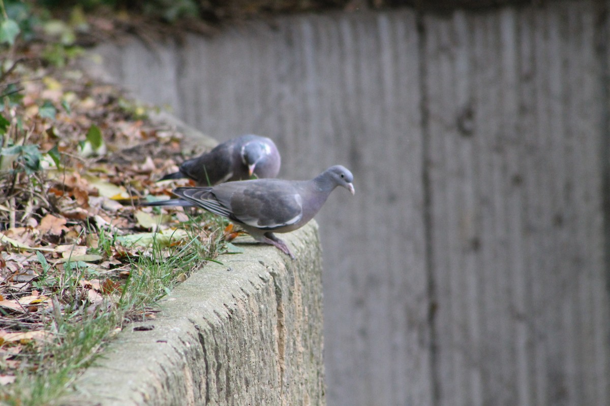 pigeon/dove sp. - ML644658638