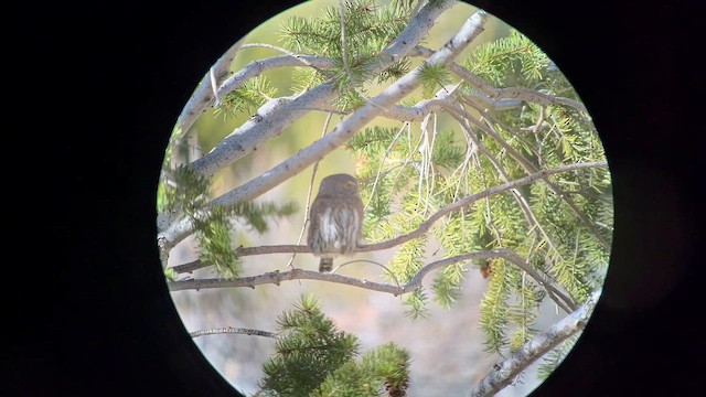 Dağ Serçe Baykuşu - ML644658639