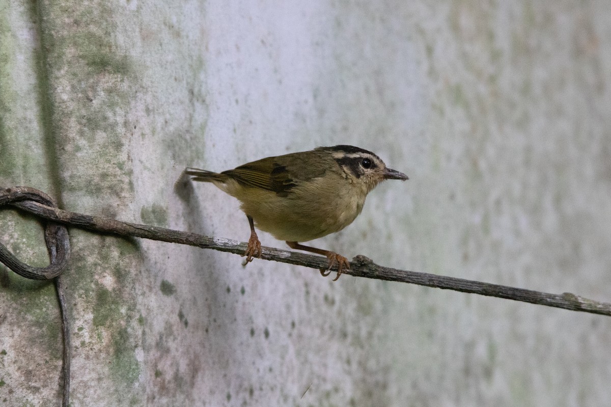Three-striped Warbler - ML644658640