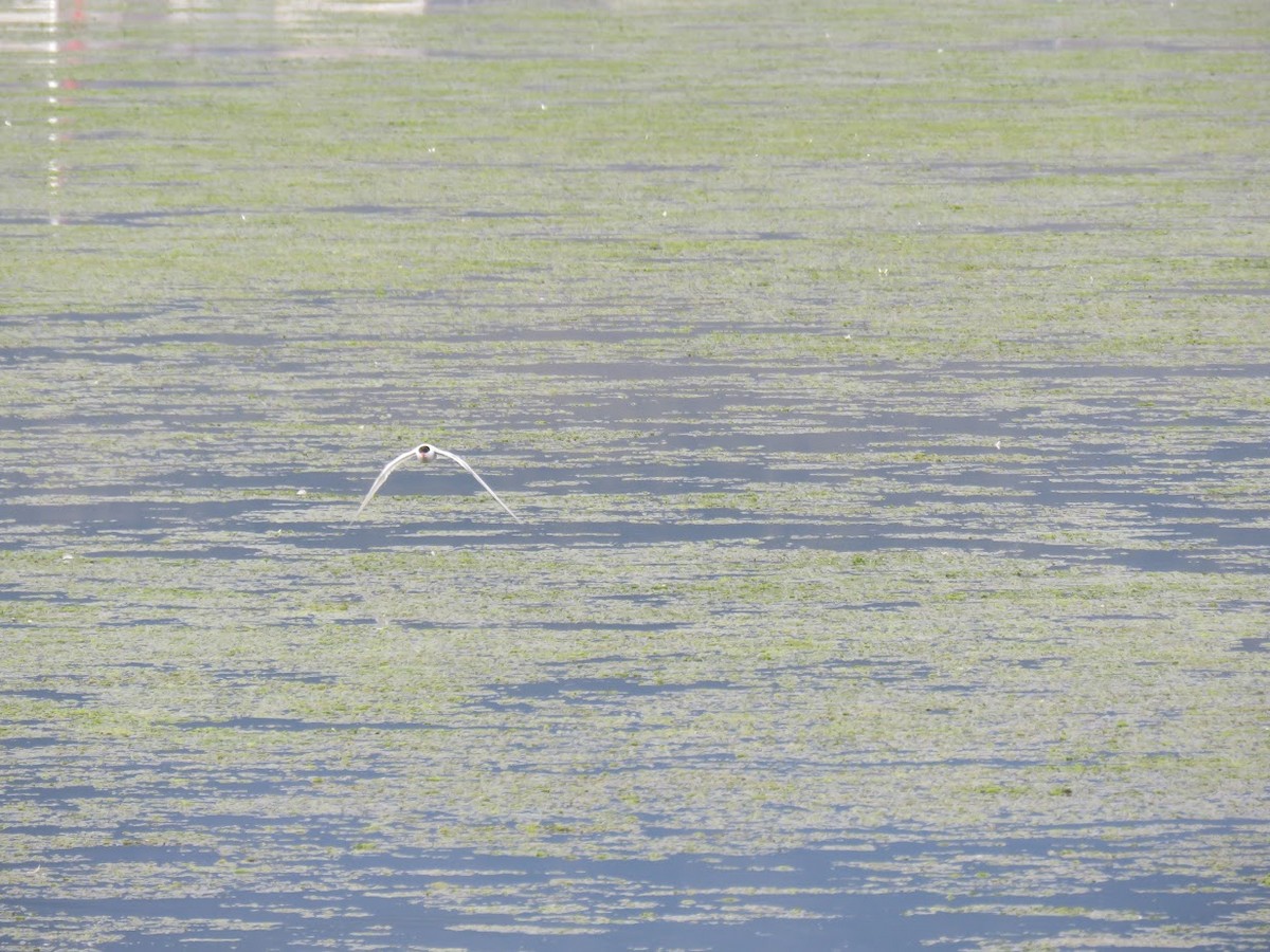 Falklandseeschwalbe - ML644658641