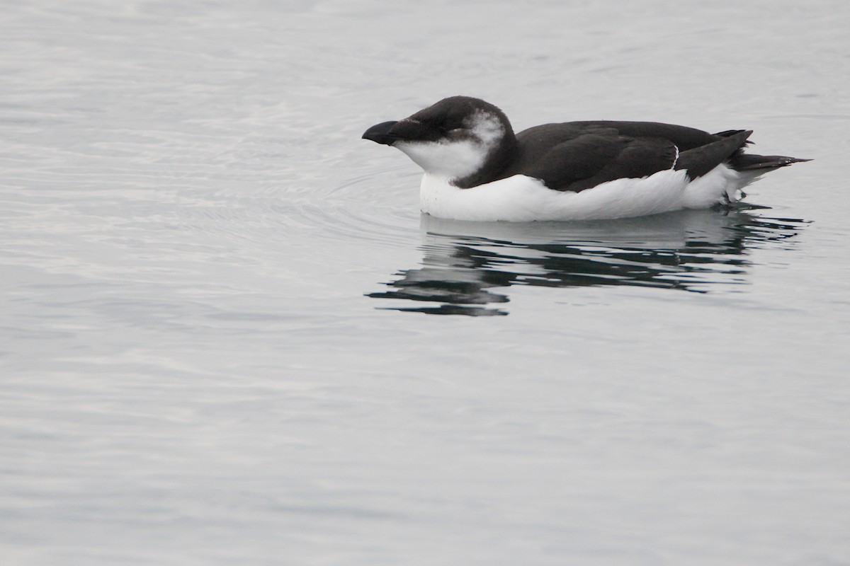 Razorbill - ML644658648