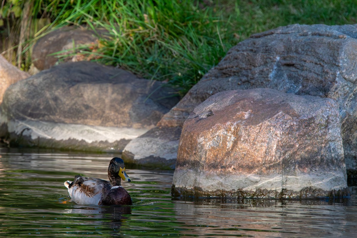Зэрлэг нугас - ML644658650