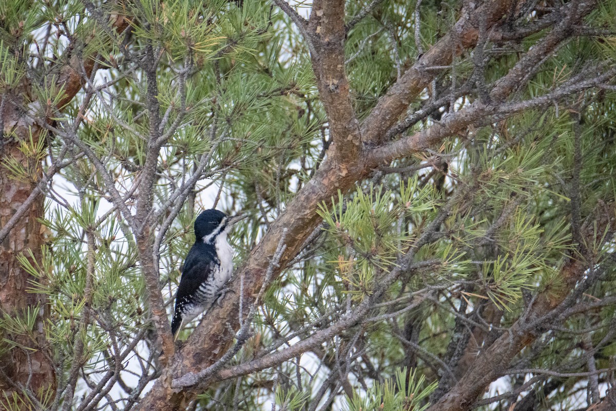 Black-backed Woodpecker - ML644658655