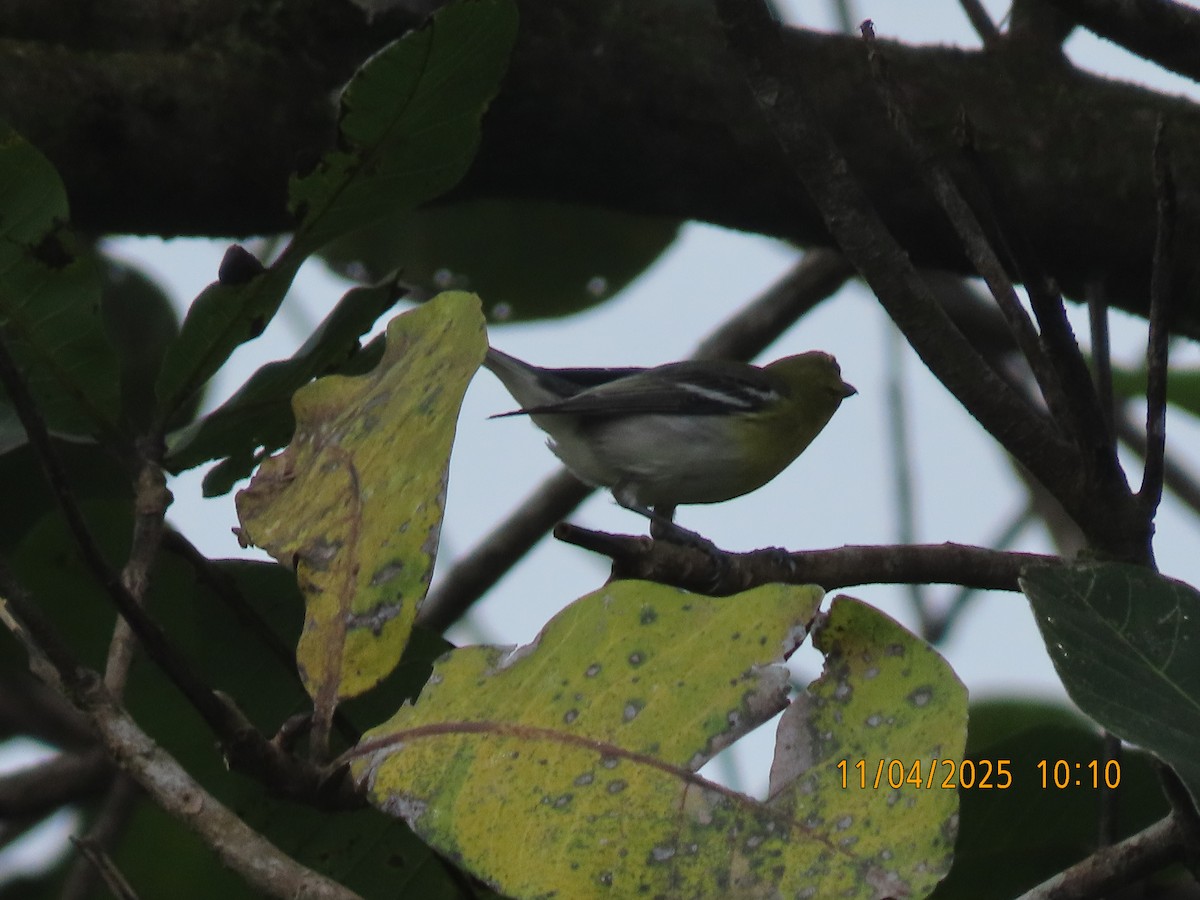 Yellow-throated Vireo - ML644658668