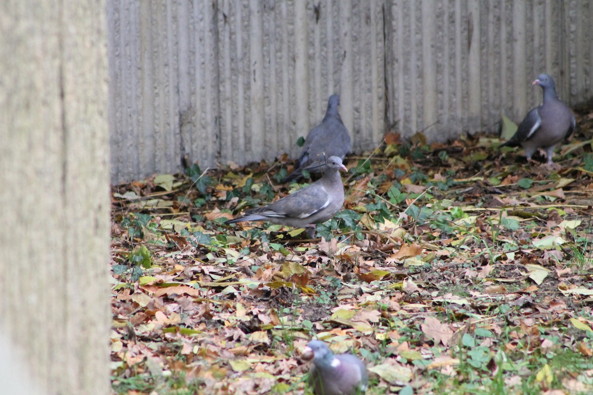 pigeon/dove sp. - ML644658669