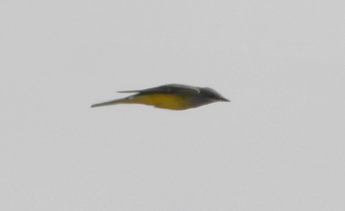 Western Kingbird - ML644658672