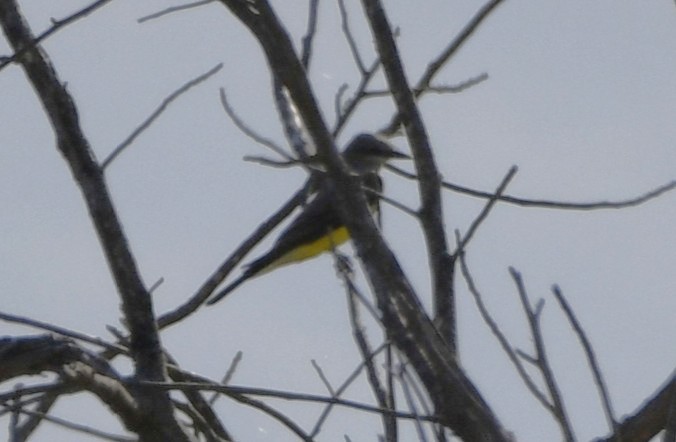 Western Kingbird - ML644658676
