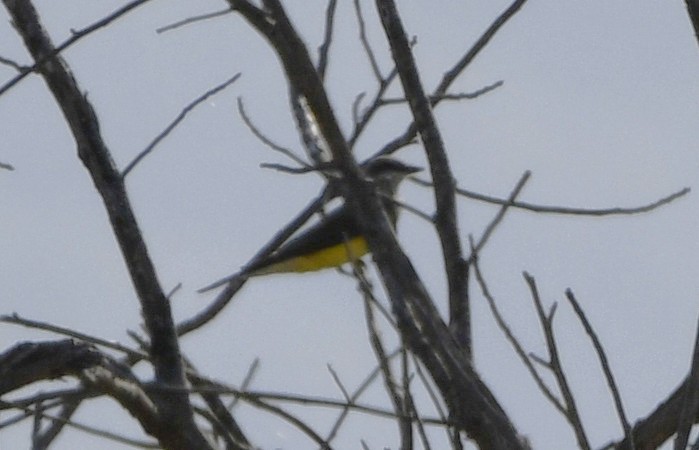 Western Kingbird - ML644658677