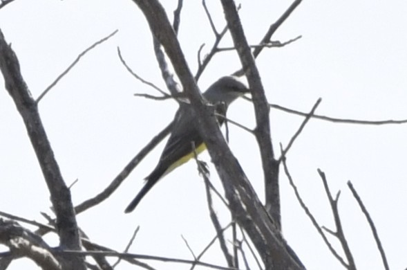 Western Kingbird - ML644658678