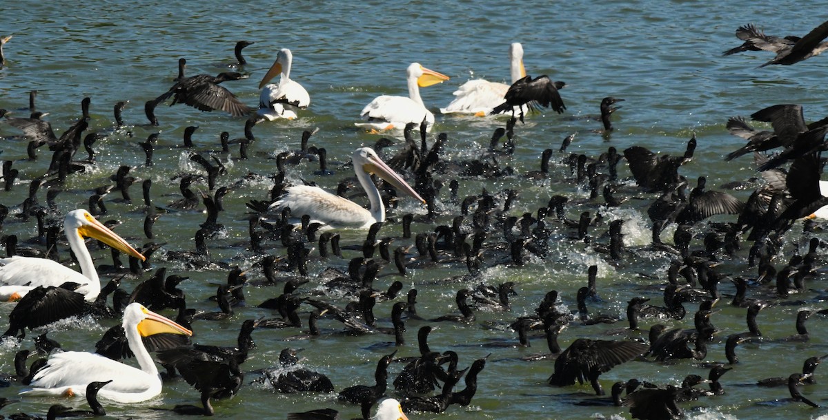 Double-crested/Neotropic Cormorant - ML644658682