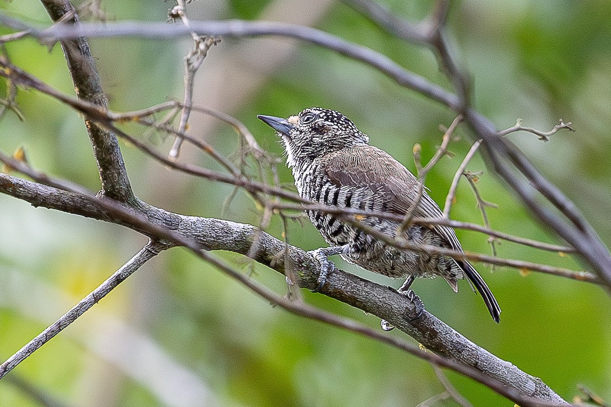 Zebrazwergspecht - ML644658683