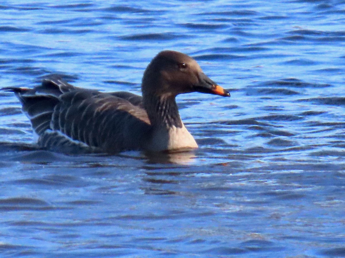 husa tundrová - ML644658684