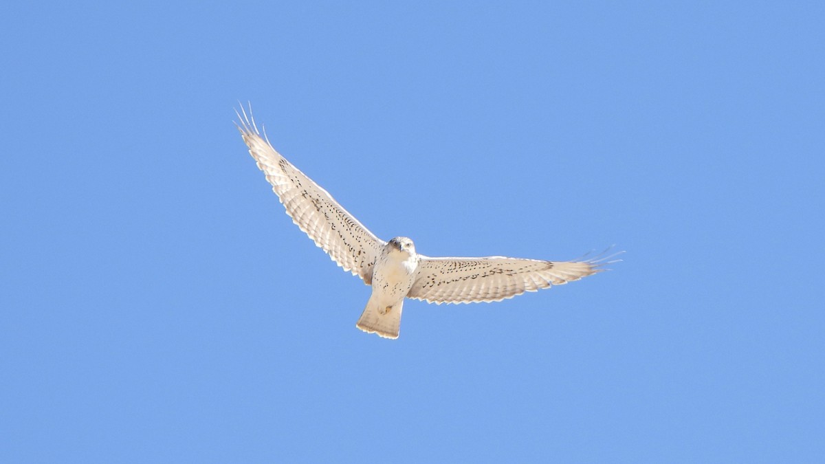 Ferruginous Hawk - ML644658685