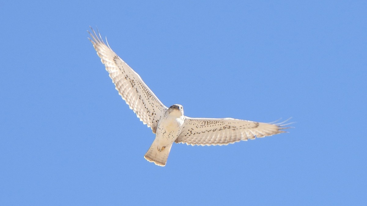 Ferruginous Hawk - ML644658686