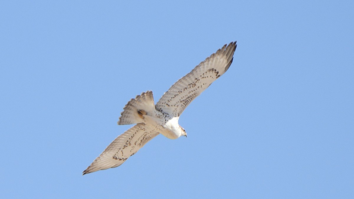 Ferruginous Hawk - ML644658687