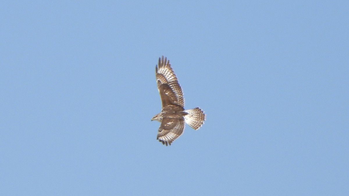 Ferruginous Hawk - ML644658688