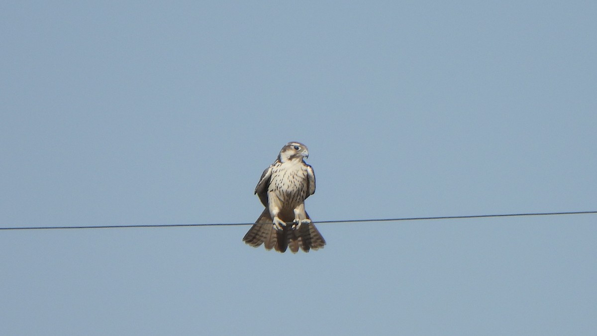 Prairie Falcon - ML644658695
