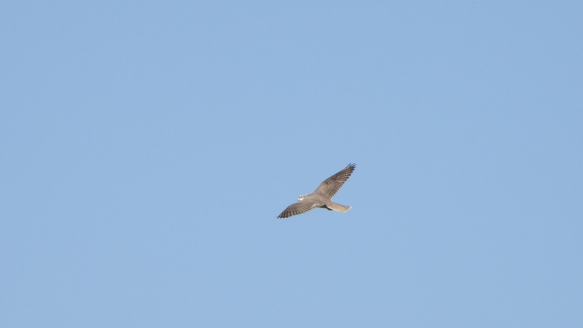 Prairie Falcon - ML644658696