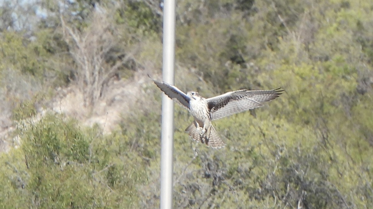 Prairie Falcon - ML644658699
