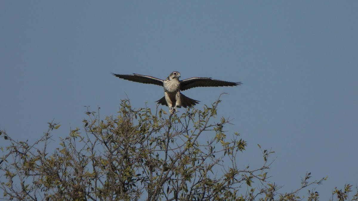Prairie Falcon - ML644658700