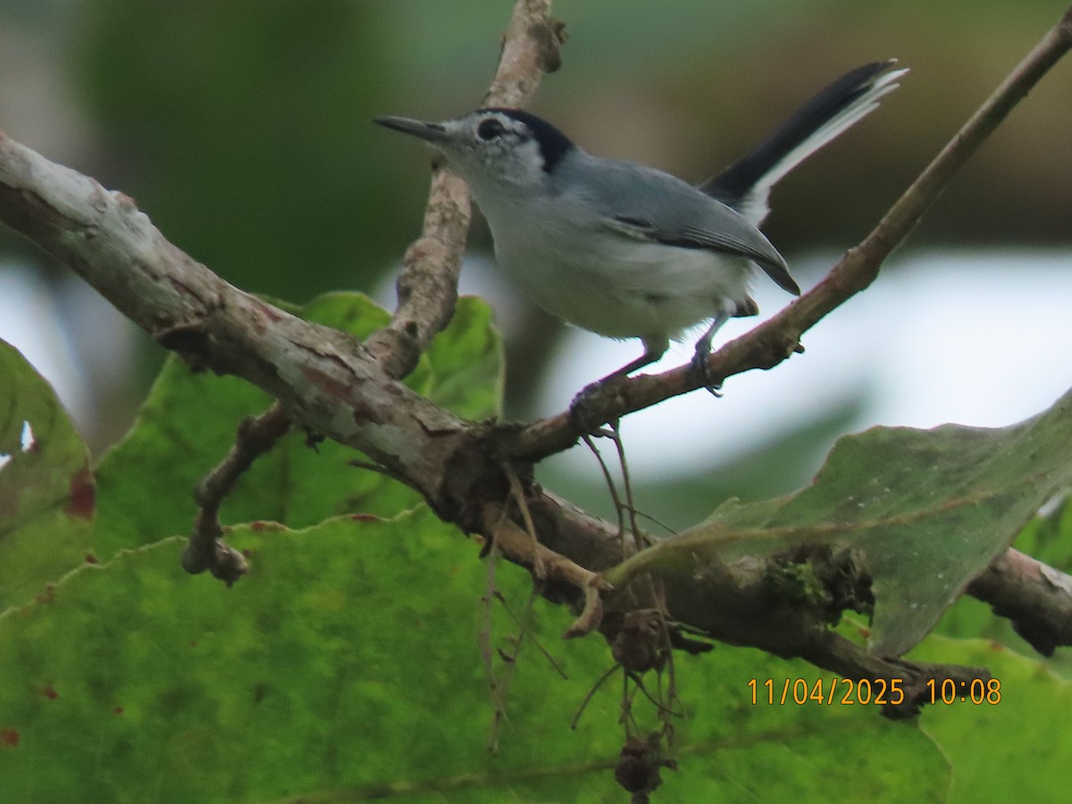 White-browed Gnatcatcher - ML644658701