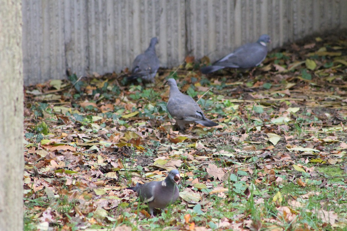 pigeon/dove sp. - ML644658704
