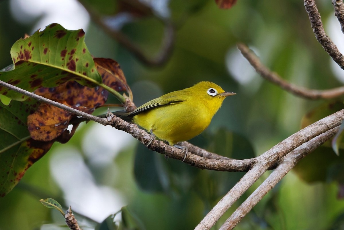 Wakatobi White-eye - ML644658705