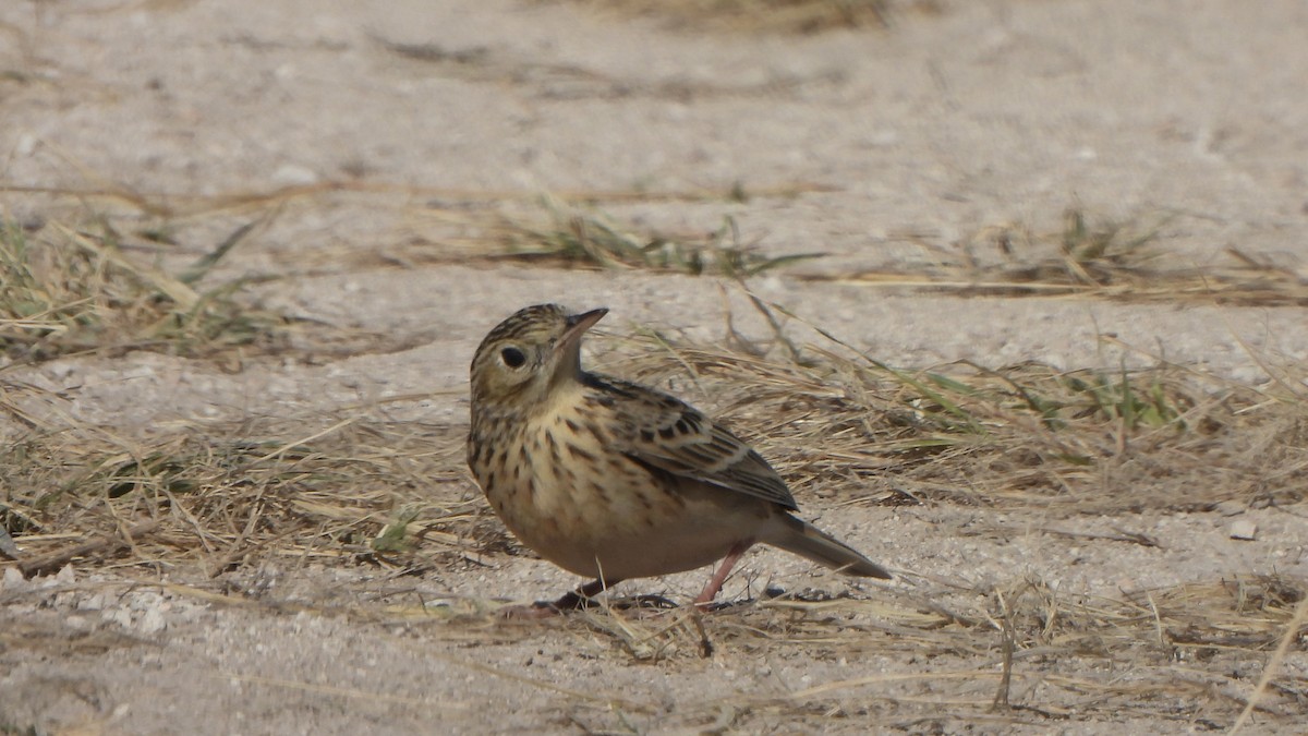Sprague's Pipit - ML644658706