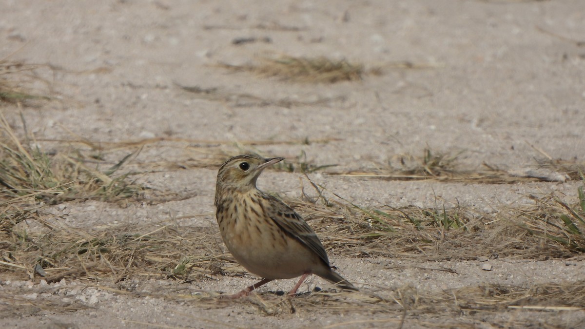 Sprague's Pipit - ML644658707