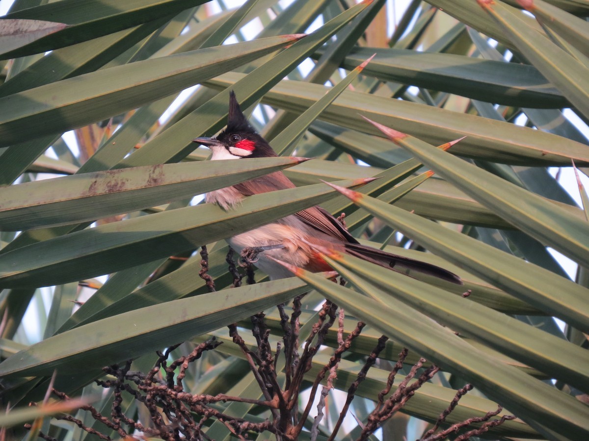 Бюльбюль червонощокий - ML644658709